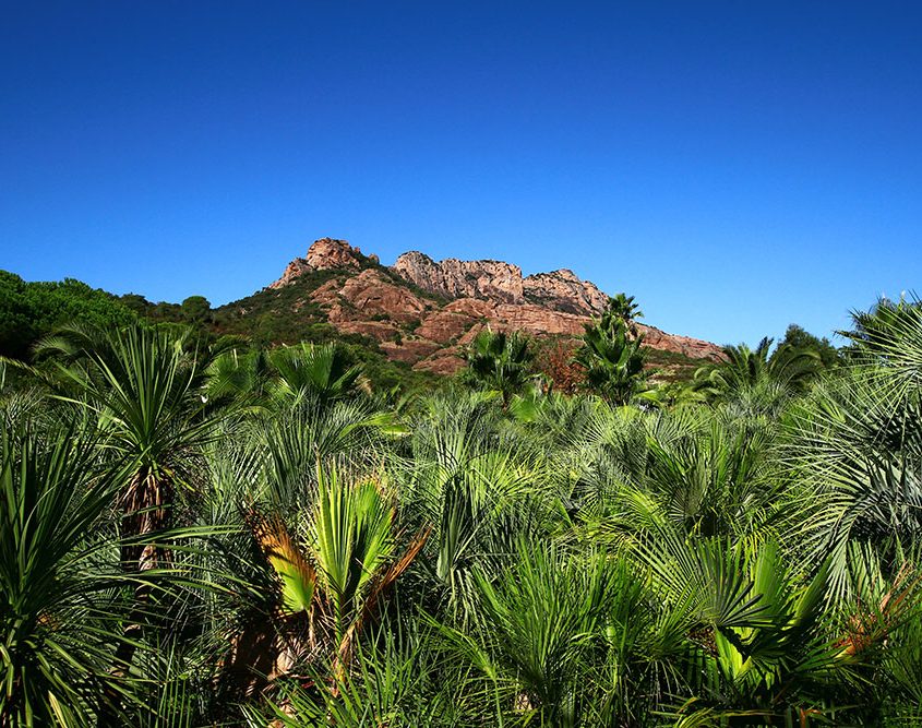 pepiniere-rocher-roquebrune