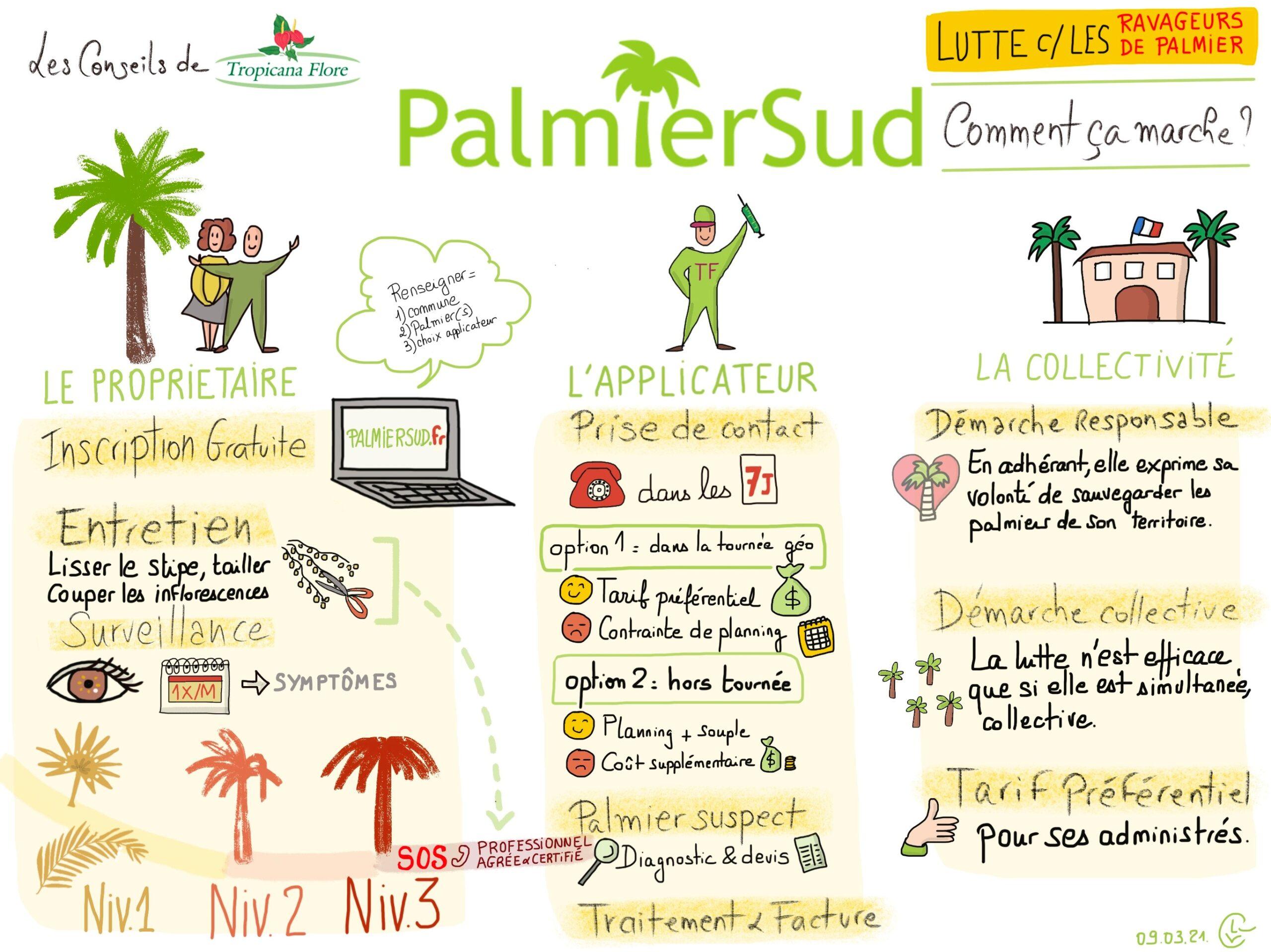 La lutte collective contre les ravageurs du palmier, contactez un professionnel pour un traitement et une intervention adaptée