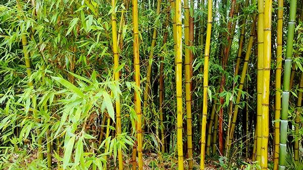 bambou2
