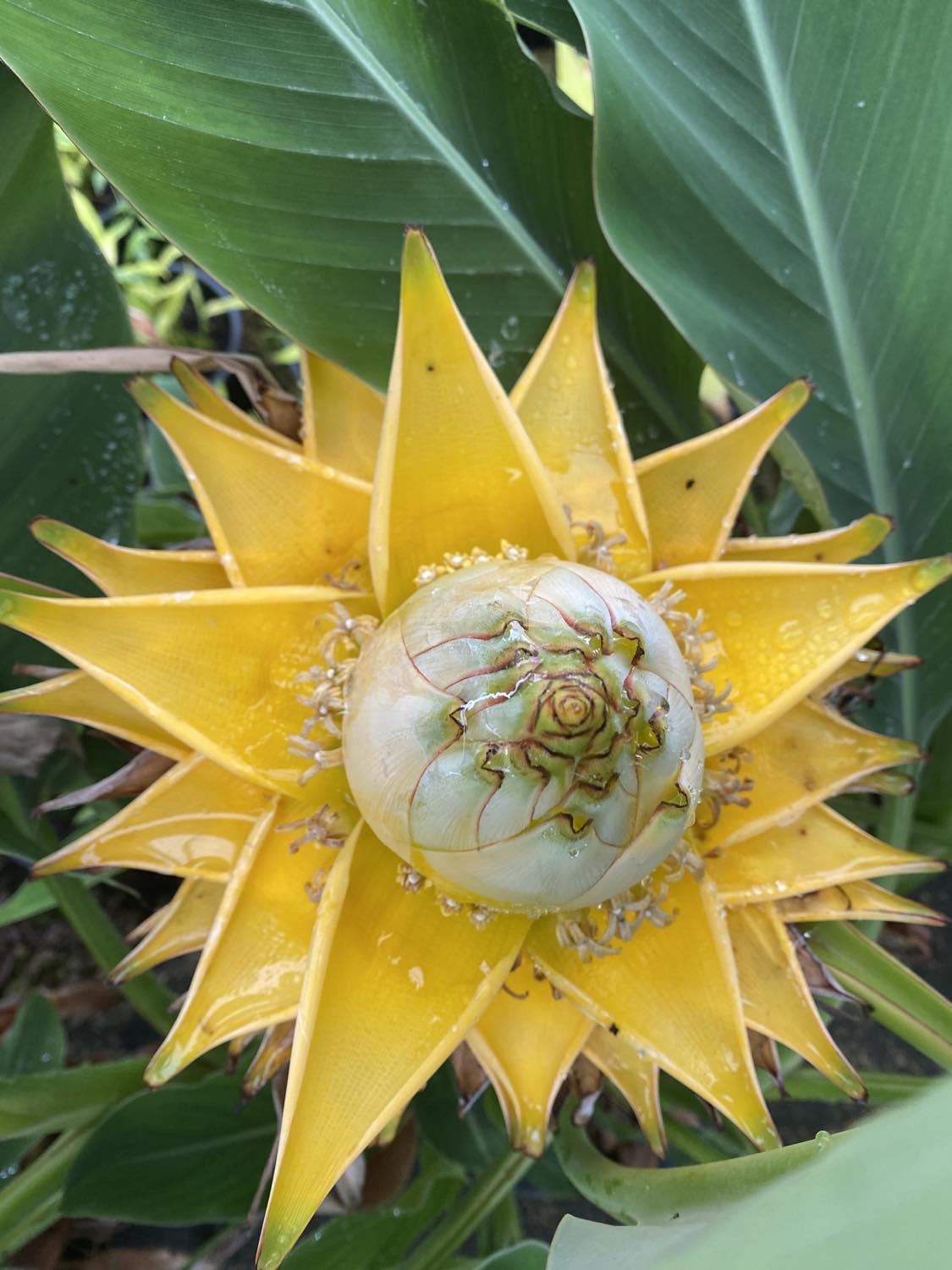 Le Lotus d'Or de Tropicana Lodge - hébergement éco-responsable