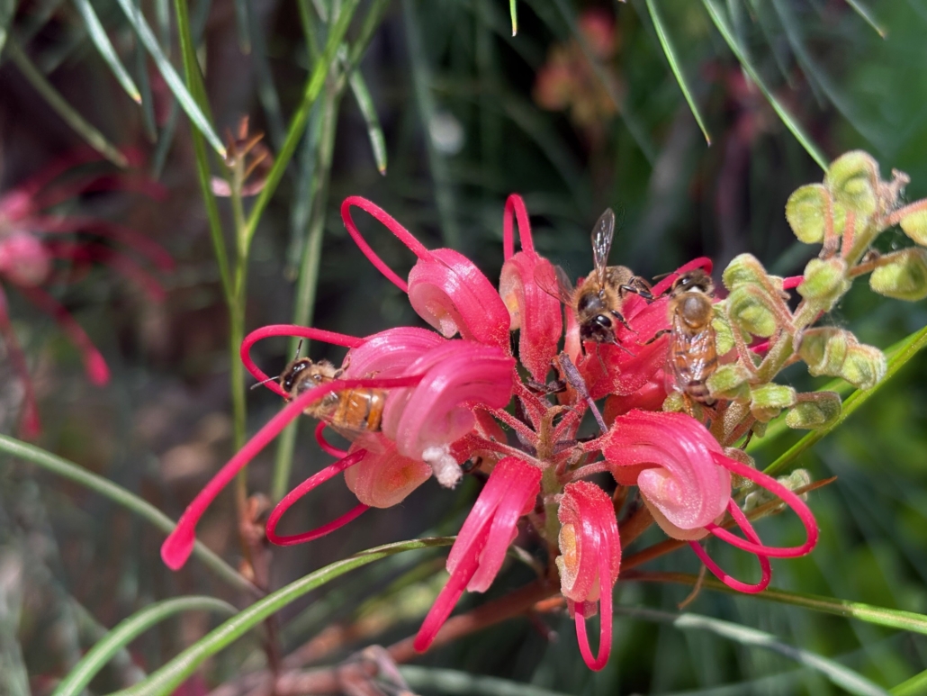 Les abeilles en train de butiner les fleurs de Grévilléa juniperina à la pépinière Tropicana Flore - 12 mai 2025