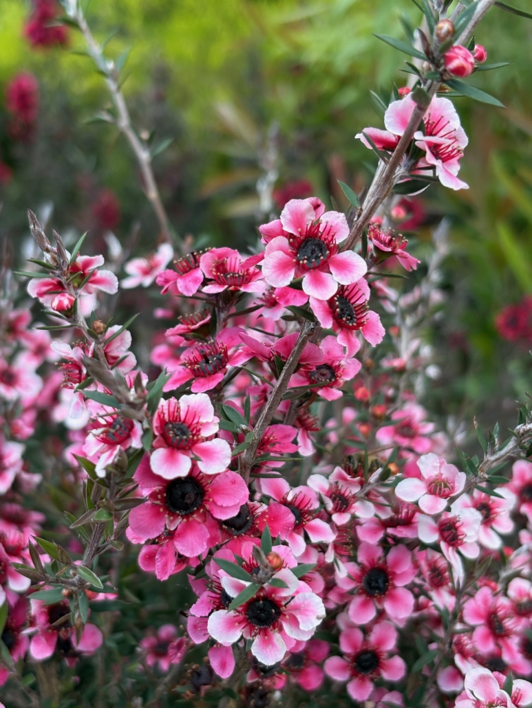 Le Leptospermum (arnre à thé), plante mellifère que vous pouvez trouver dans notre pépinière