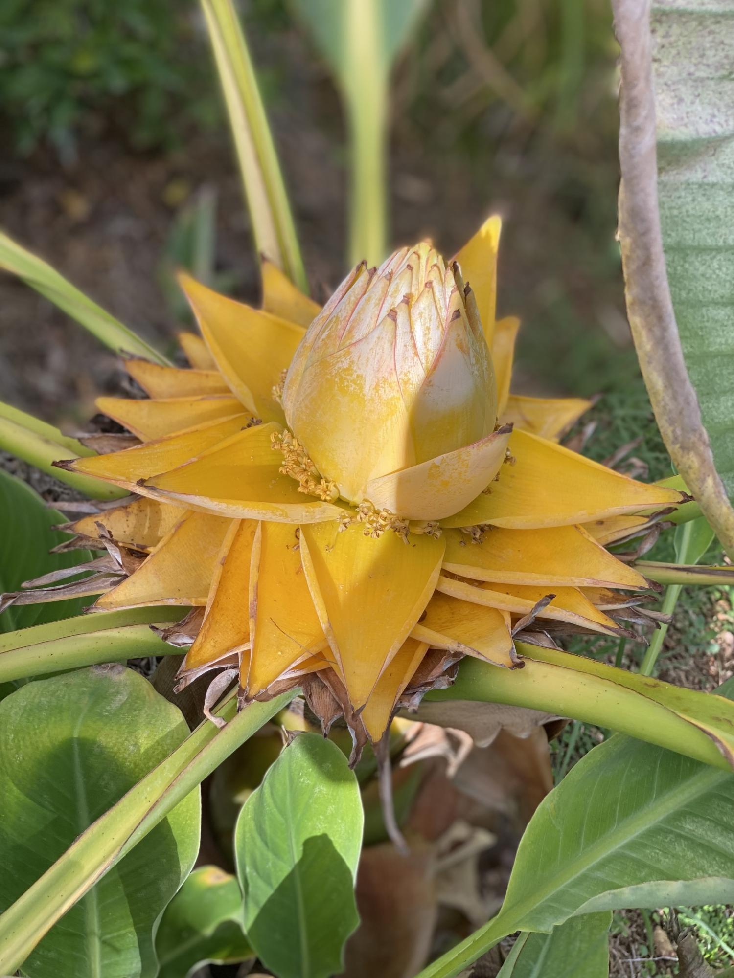 Lotus d'or Var Musella Lasiocarpa
