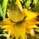 Musella lasiocarpa Lotus d'Or Var
