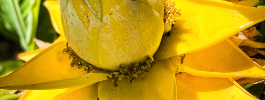 Musella lasiocarpa Lotus d'Or Var