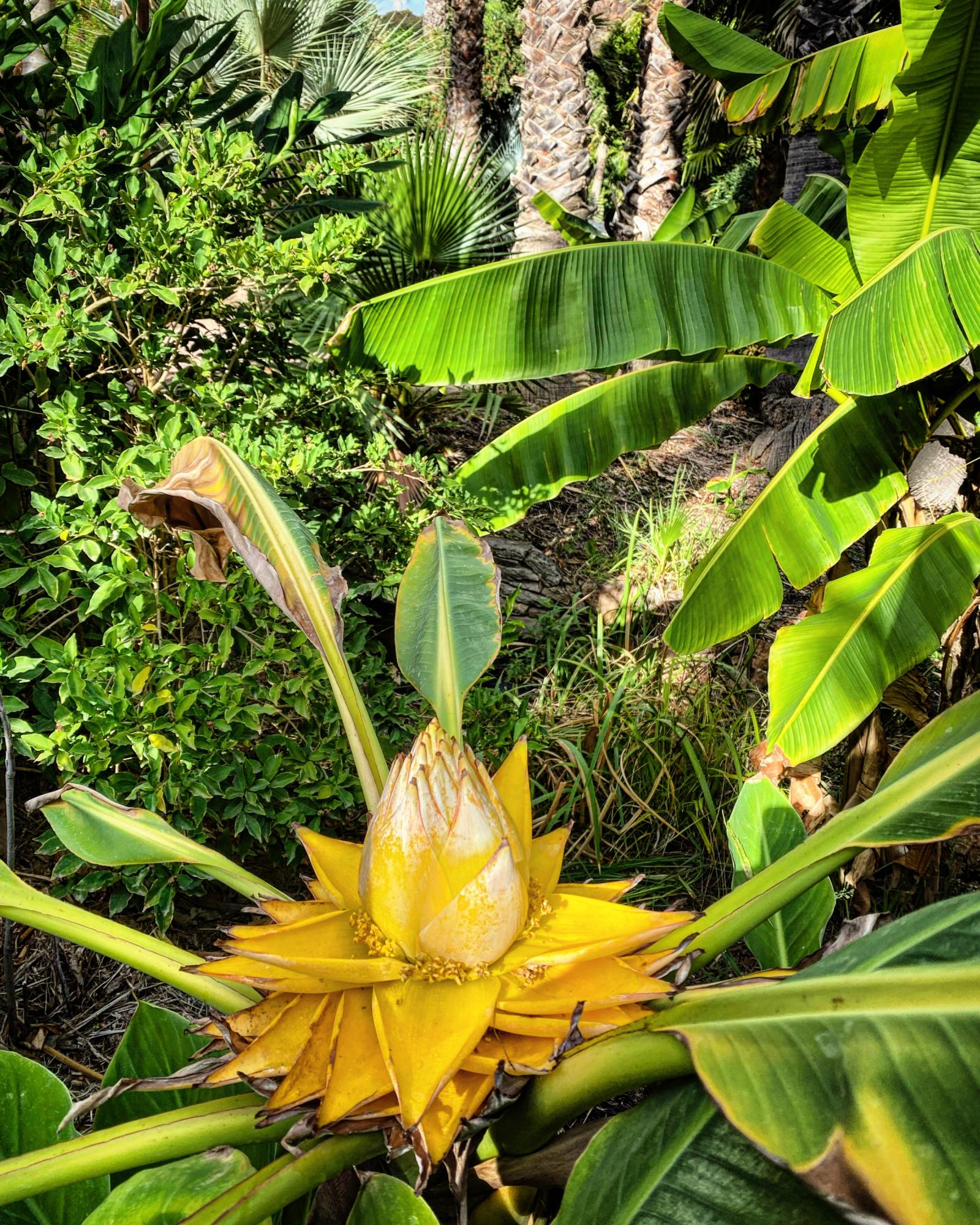 musella lasiocarpa lotus d'or Tropicana Flore