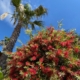 Callistemon rince-bouteille Tropicana Flore