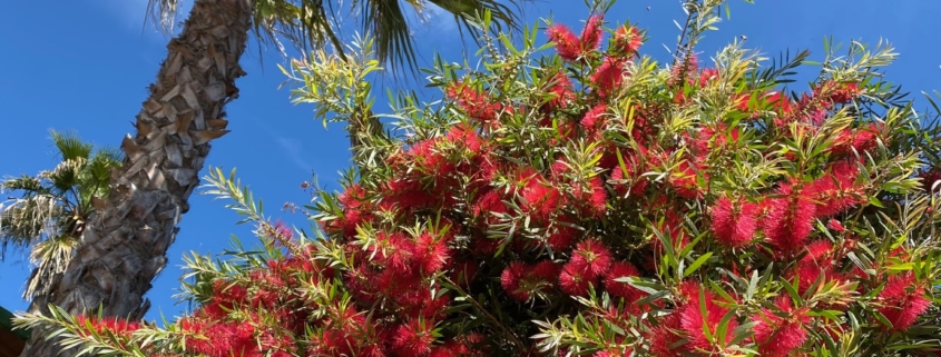 Callistemon rince-bouteille Tropicana Flore