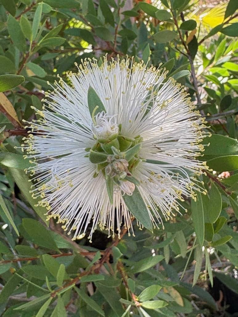 Callistemon citrinus albus Tropicana Flore