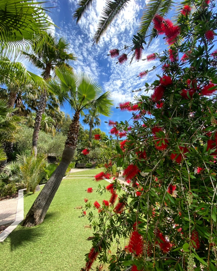Callistemon laevis 