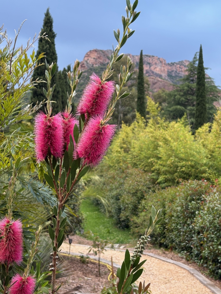 Callistemon citrinus albus Tropicana Flore