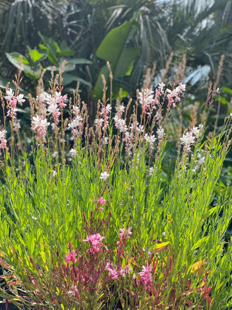 Gaura Pépinière Tropicana Flore 