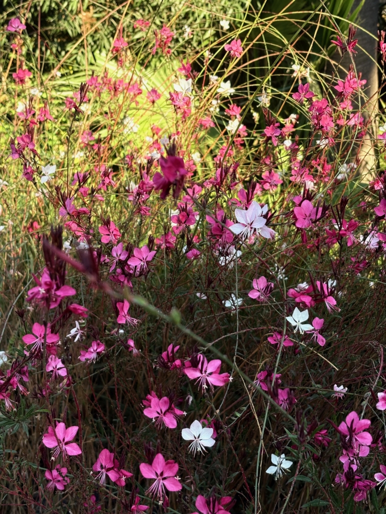 Gaura pépinière Tropicana Flore 