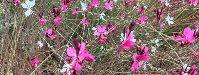 Gaura pépinière Tropicana Flore