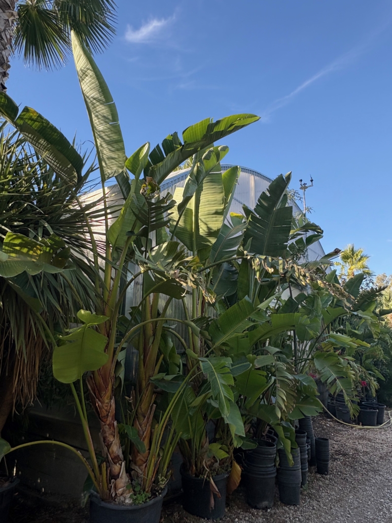 Strelitzia augusta nicolai Tropicana FLore