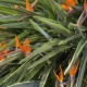 Strelitzia en fleurs Tropicana Flore