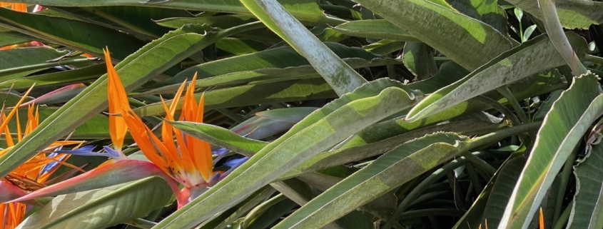 Strelitzia en fleurs Tropicana Flore