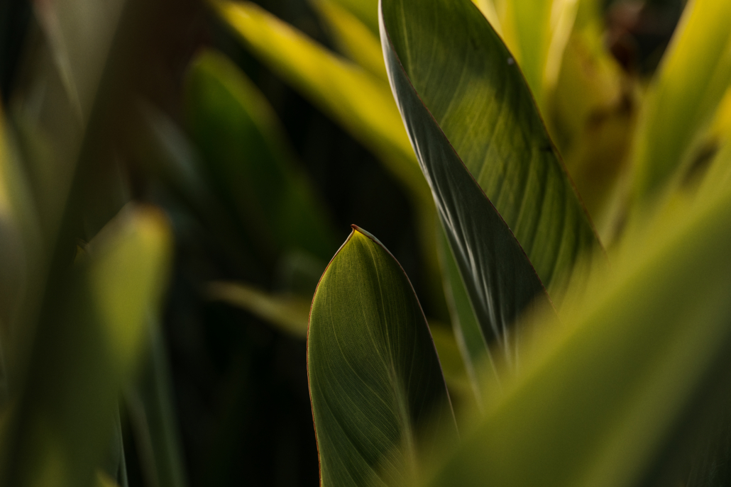 Strelitzia reginae feuilles 