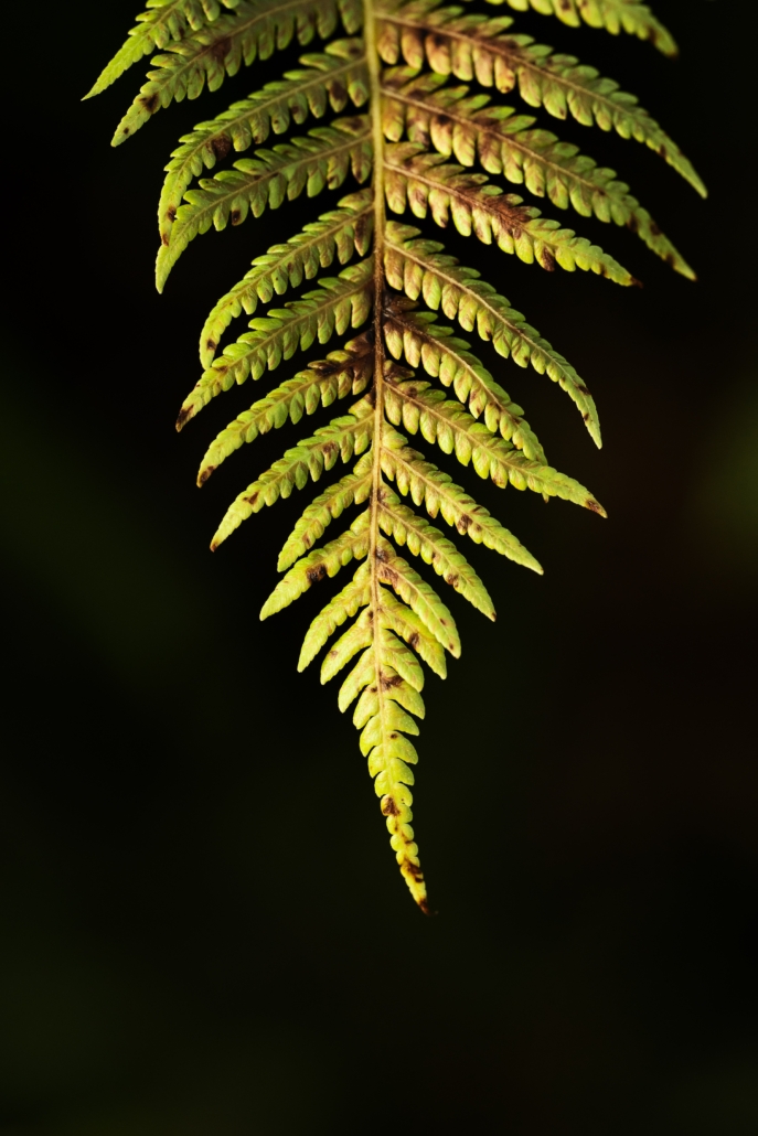 fougère arborescente Tropicana Flore Var