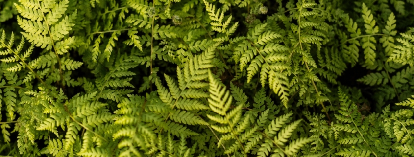 fougère arborescente Tropicana Flore Var