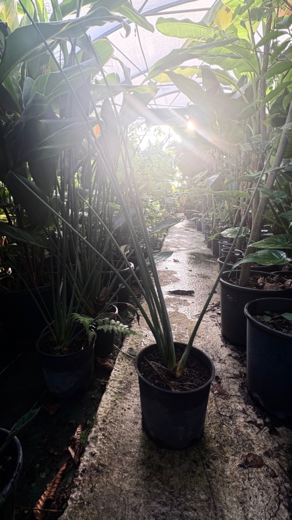Strelitzia juncea Var pépinière Tropicana Flore 