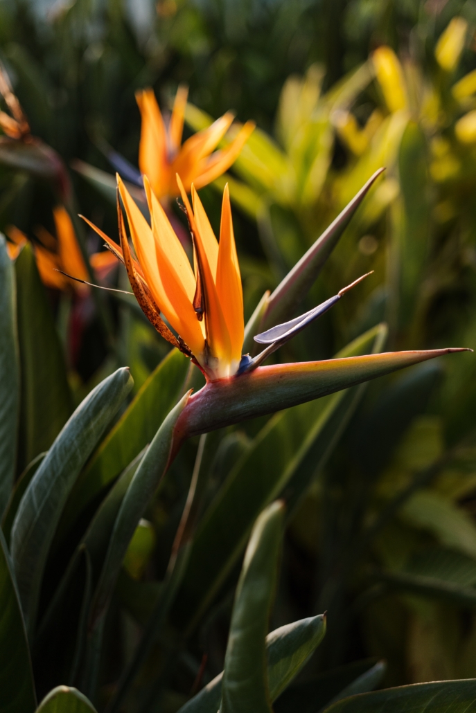 strelizia reginae Var TRopicana Flore 