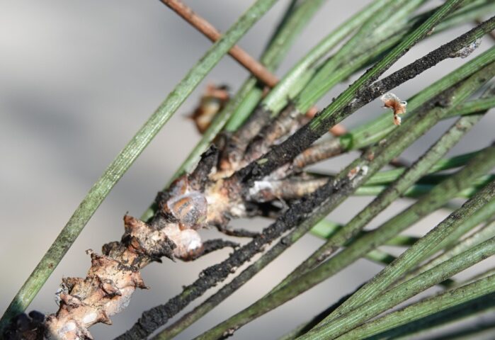 cochenille tortue du pin Tropicana FLore