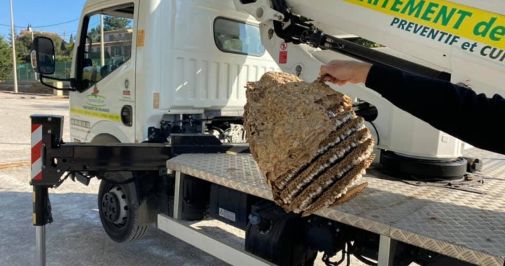 destruction nid de frelons asiatiques Var