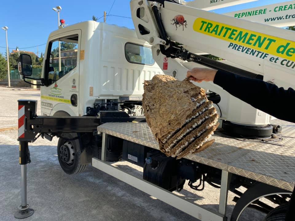 destruction nid de frelons asiatiques Var