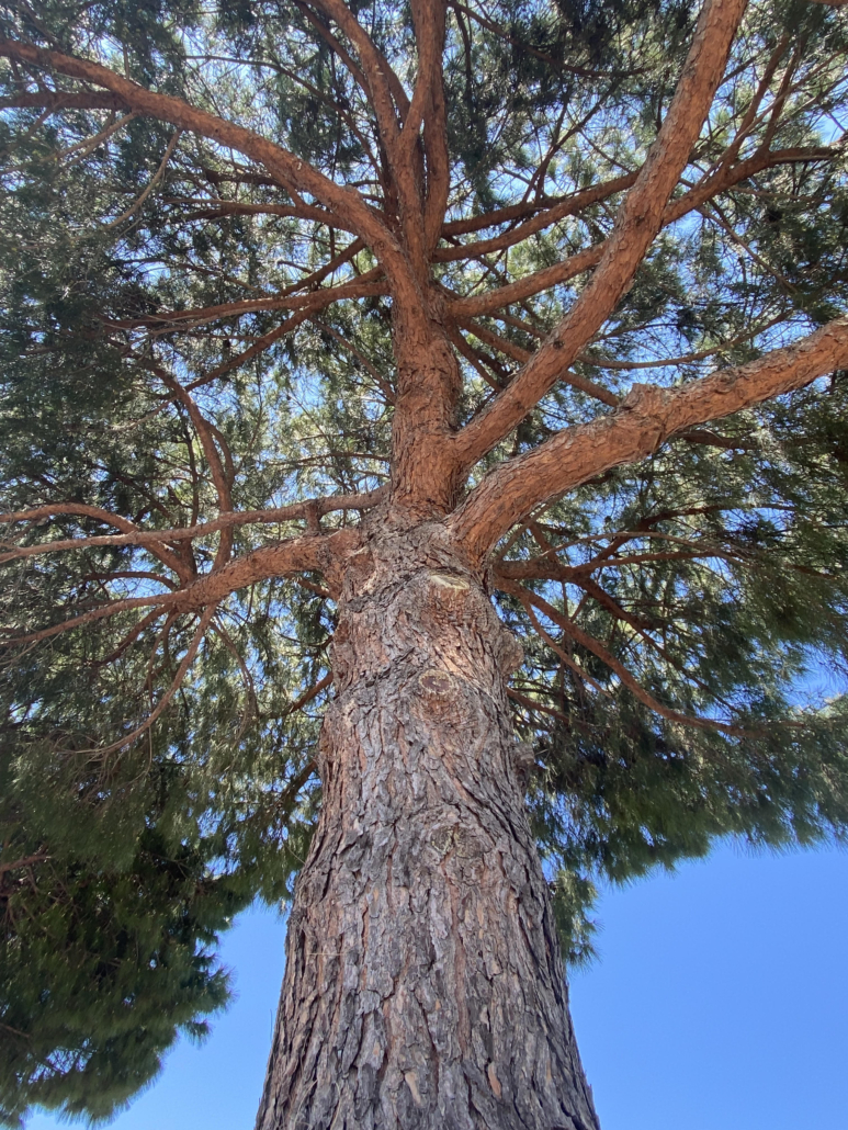 Tropicana Flore applicateur pin cochenille tortue