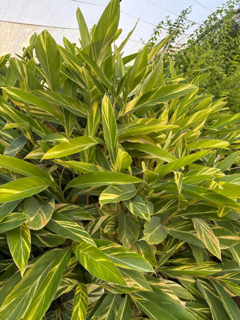Production d'alpinia zerumbet dans le Var - Tropicana Flore
