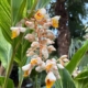 alpinia zerumbet en fleurs Var tropicana Flore