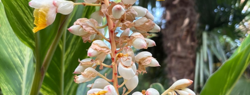 alpinia zerumbet en fleurs Var tropicana Flore