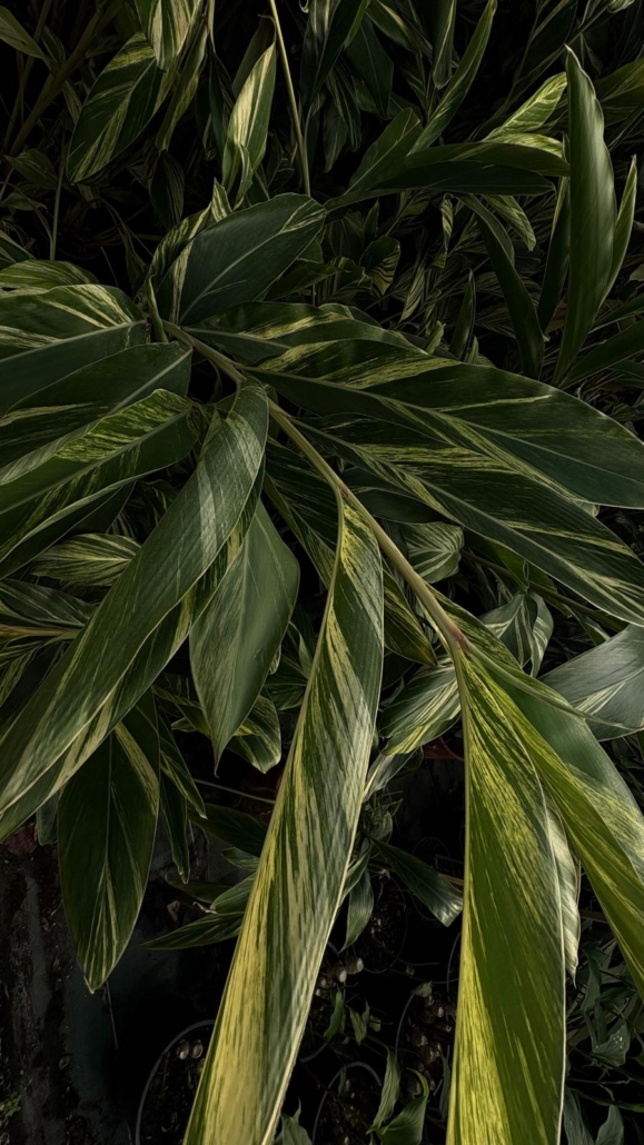 alpinia zerumbet tropicana lodge tropicana flore